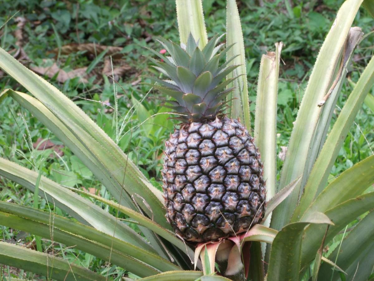 Belle Etoile Villa Soufrière Esterno foto